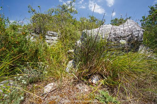 Testudo hermanni – Griechische Landschildkröte