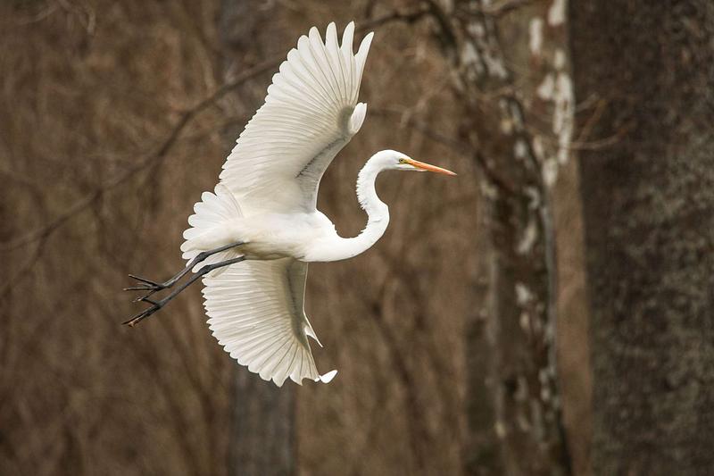 Beginner&rsquo;s Guide to Wildlife Photography
