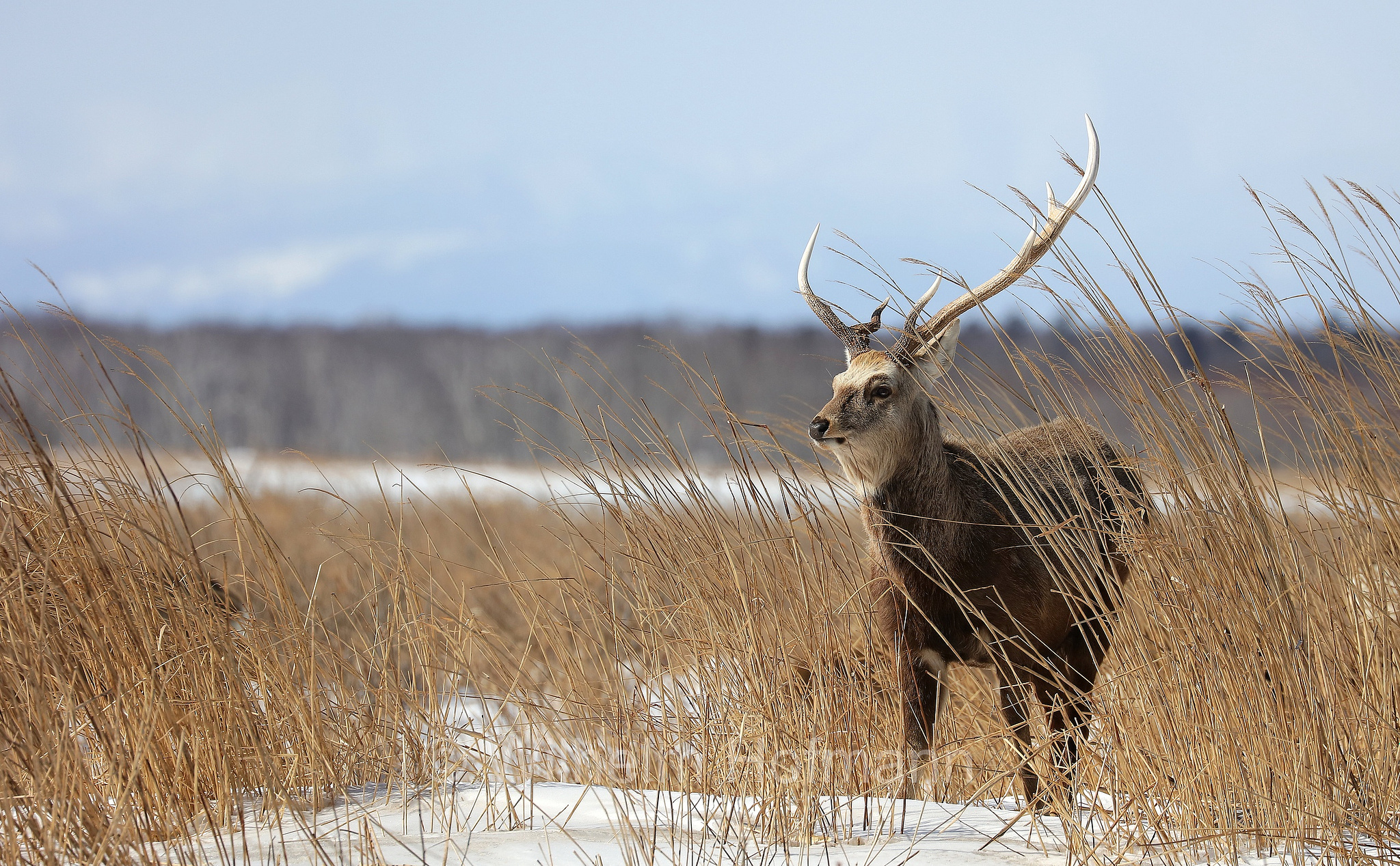 sika deer, northern spotted deer, Japanese deer, Sikahirsch, cervo sika, cervo shika, cervo del Giappone, Cervus nippon, Notsuke Peninsula, Notsuke Halbinsel, Penisola di Notsuke, Hokkaidō, Hokkaido, Japan, Giappone
