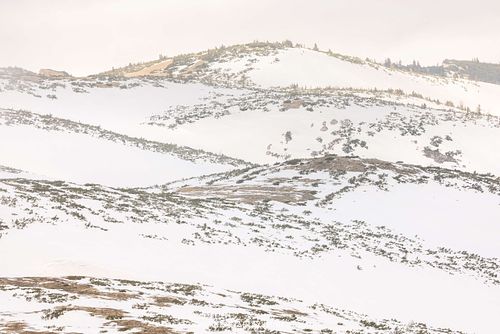 Alpine landscape with faraway chamois