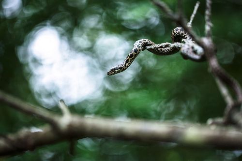 Elaphe quatuorlineata - Four-lined snake
