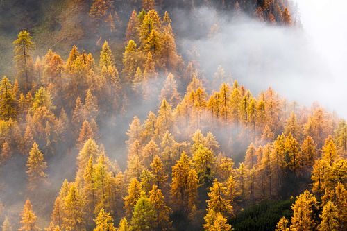 Larix decidua – Europäische Lärche