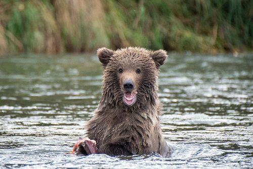 Brown Bear at Katmai National Park