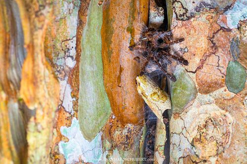 Selenocosmiinae - Asia-pacific tarantula