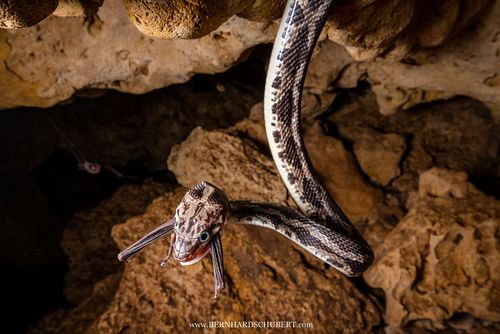Pseudelaphe phaescens – Yucatan-Nachtnatter