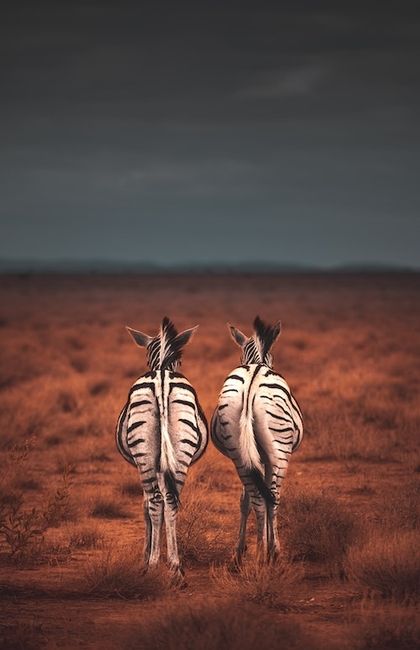 Conceito de fotografia de animais