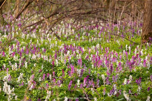 Corydalis cava - Hollowroot
