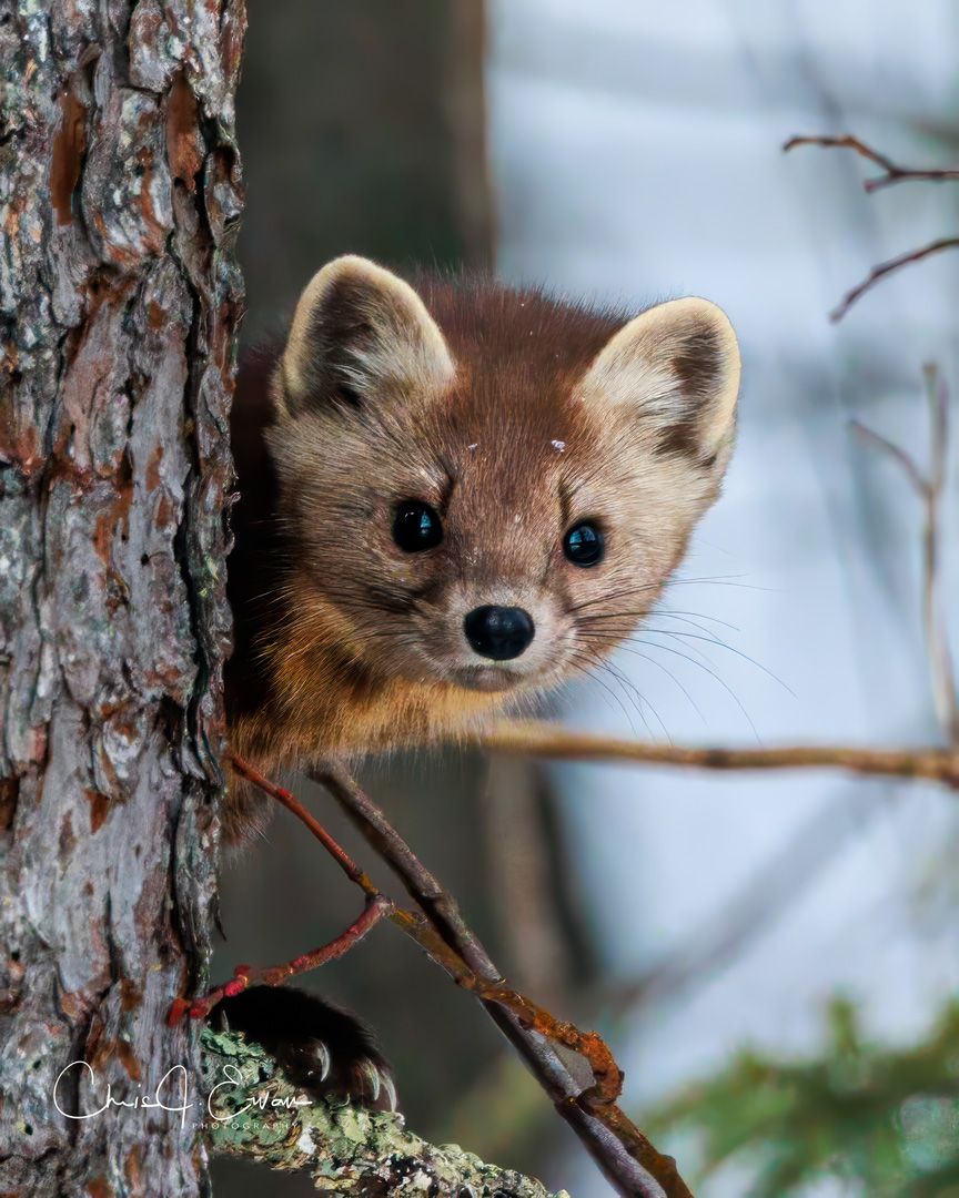 Peek a Boo Pine Marten