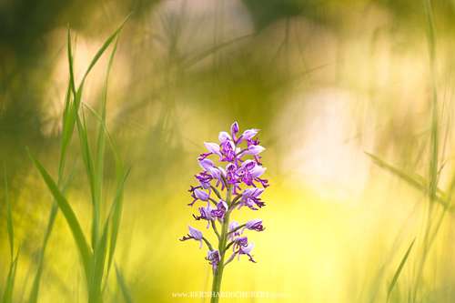 Orchis militaris - Military orchid