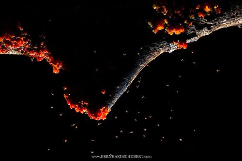 Jelly fungus with fruit flies