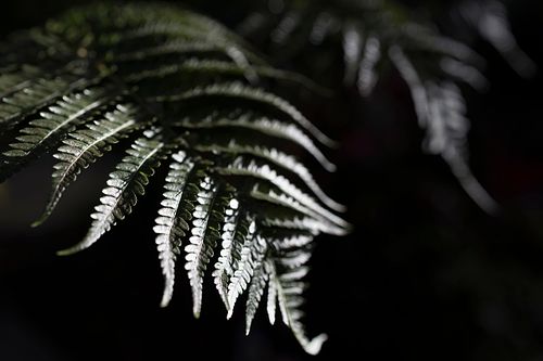 Im Tropenhaus auf dem Oeschberg