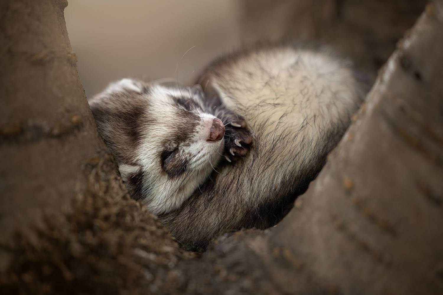 NLS Dierenfotografie
