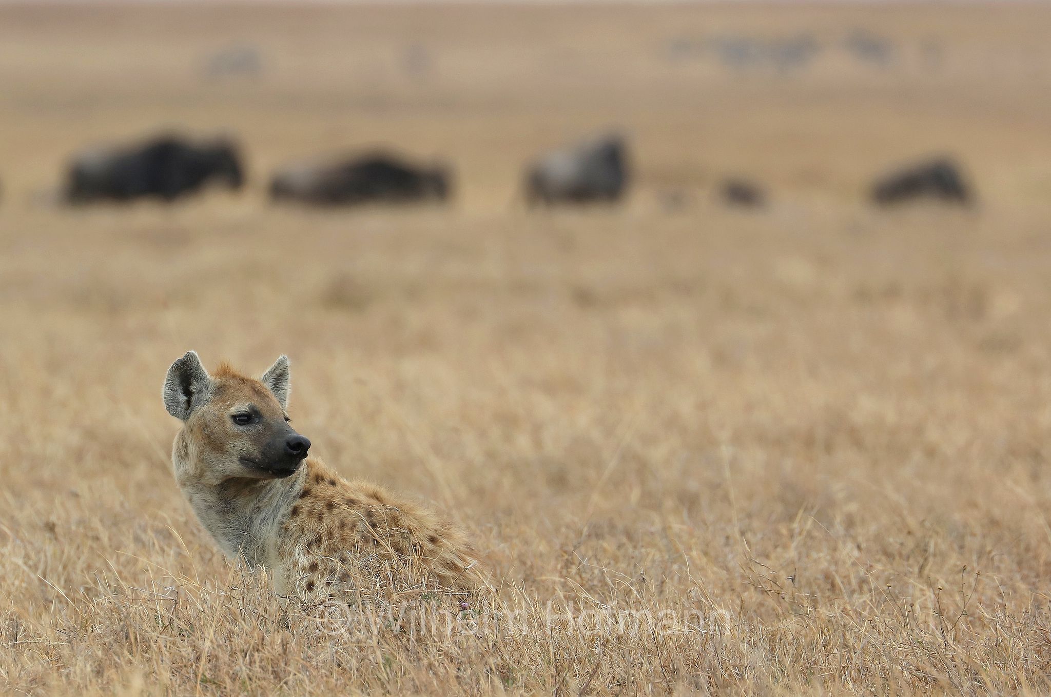 Crocuta crocuta, spotted hyena, laughing hyena, Tüpfelhyäne, Fleckenhyäne, iena macchiata, iena maculata, iena ridens﻿, area di conservazione di Ngorongoro, Ngorongoro Conservation Area, Ngorongoro Krater, Tanzania, Tansania