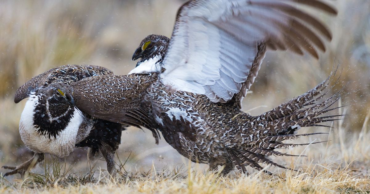 Feathered Fight Club