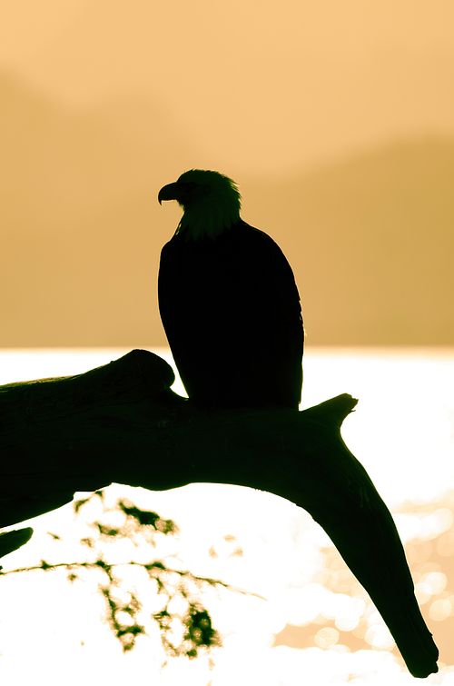 Best place for bald eagle photography workshop & guide tour in the US.  Located in the Midwest (Iowa & Illinois) and Alaska, United States.