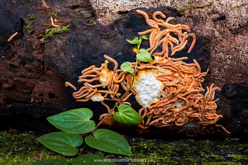 Pseudodesmus sp. - Tausendfüßer