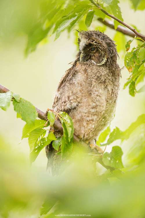 Asio otus - Waldohreule