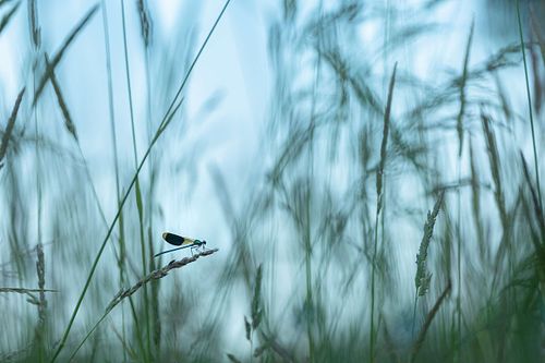 Calopteryx splendens - Gebänderte Prachtlibelle
