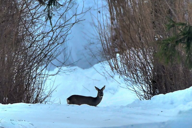 Metskitsed metsa varjus.