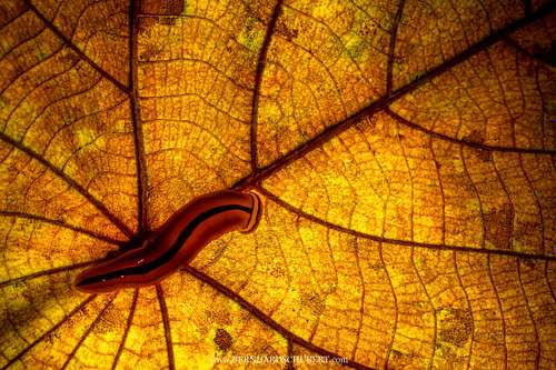 Bipalium sp. - Broadhead planaria