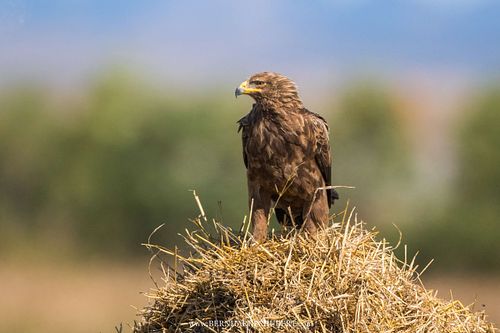 Clanga pomarina - Lesser spotted eagle