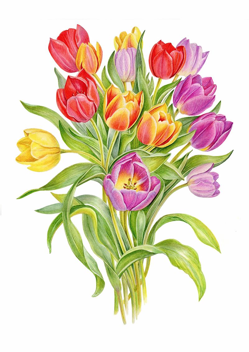 Tulip Medley Artwork