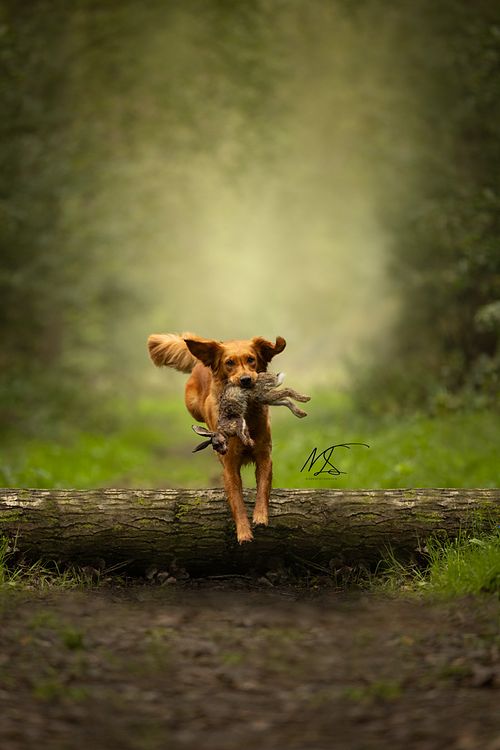 Hondenfotografie actiefoto Golden Retriever Gundog met wild in haar bek springend over een boom