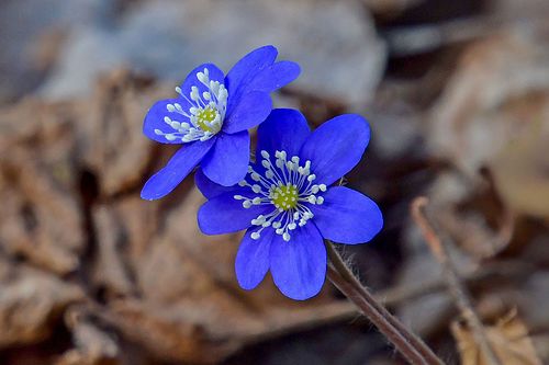 Kevadine &otilde;itseaeg