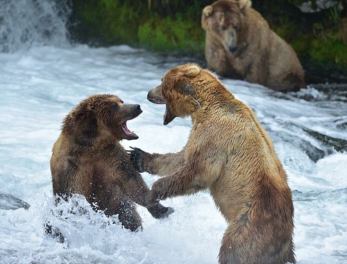 Best place for bear photography workshop & tour in the US.  Located in Katmai National Park, Brooks Camp, Brooks Falls, & Kodiak, Alaska, United States.
