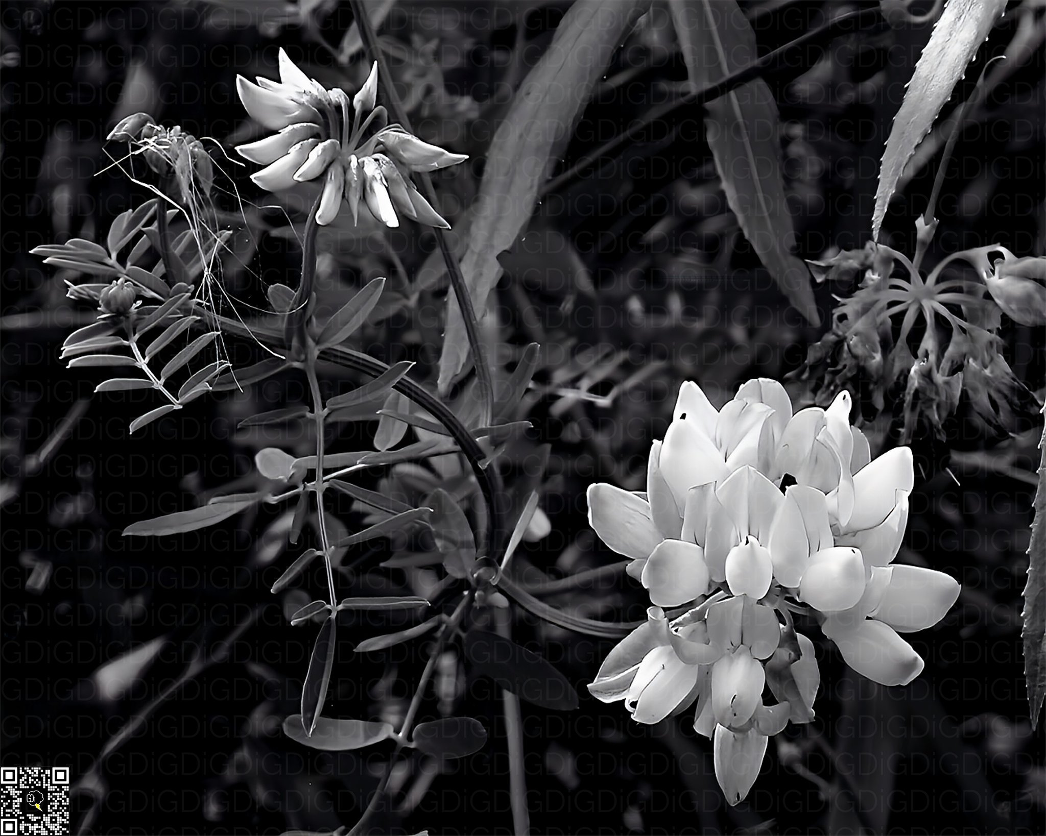Striking monochrome flower close-up.