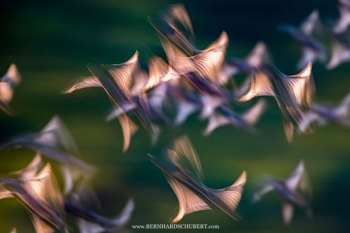 Common starling in motion