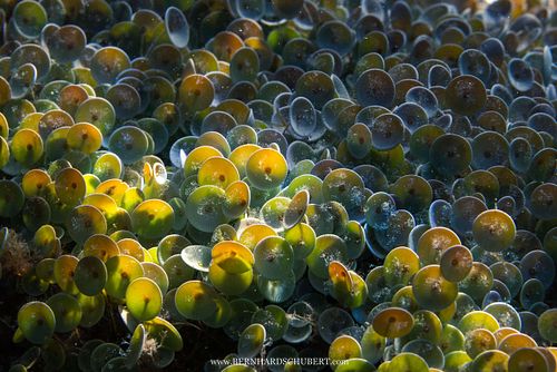 Acetabularia acetabulum - Schirmalge