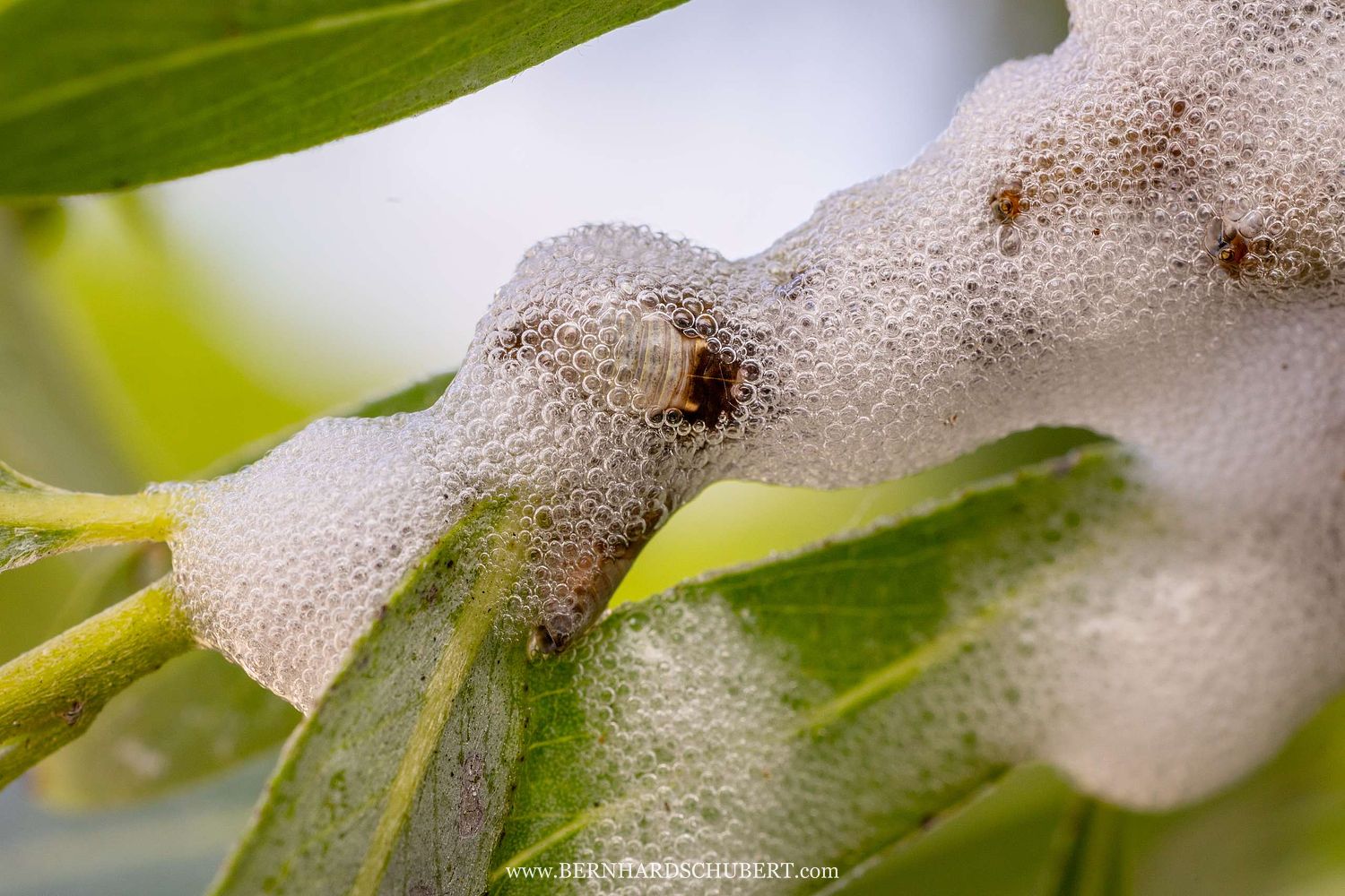 Aphrophora salicina - Willow spittlebug