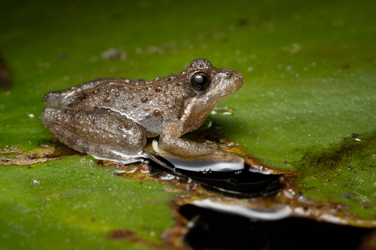 Enjoying an April Evening at the Frog Pond with Nature