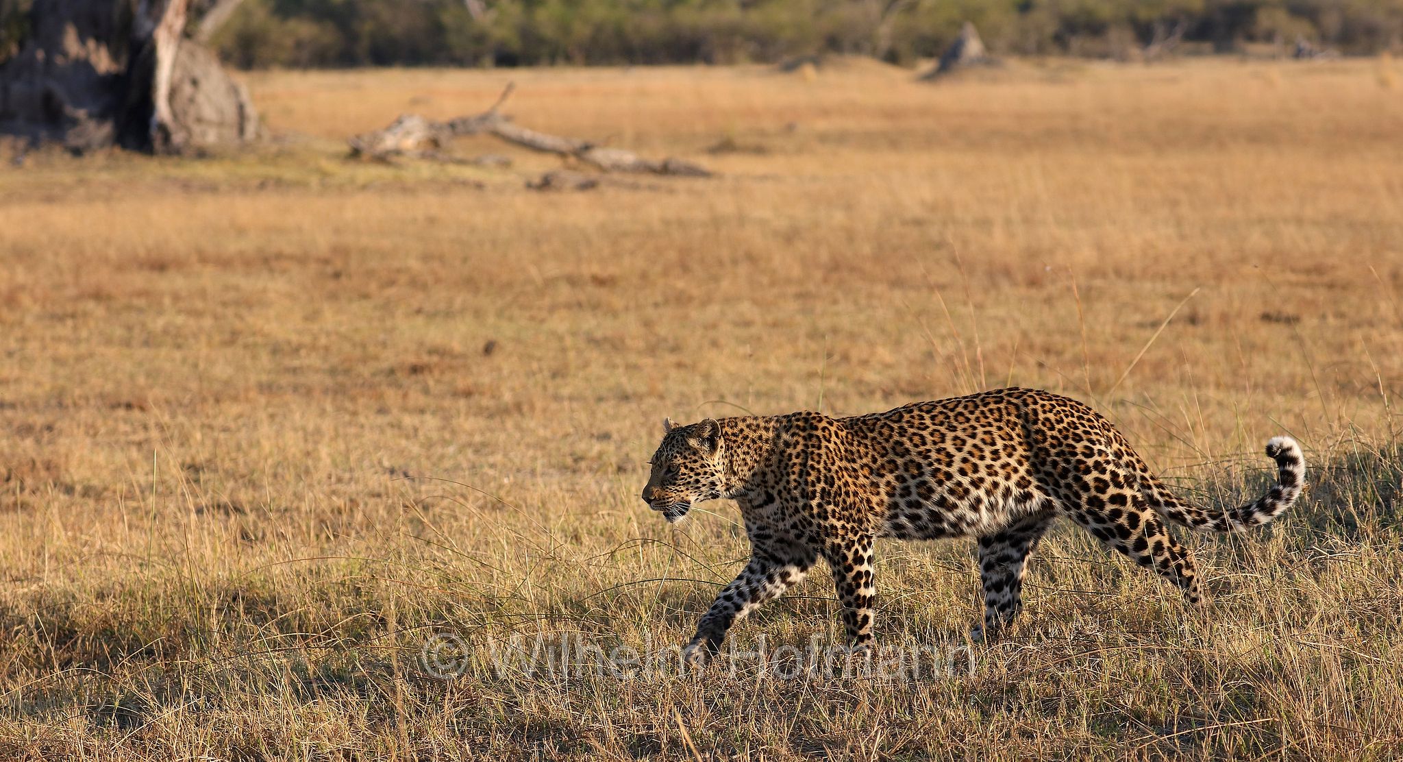 Leopard, leopardo, Panter, Panther, Panthera pardus, Moremi Game Reserve, Moremi-Wildreservat﻿, Okavango Delta, Okavango Grassland, Botswana, Republik Botsuana