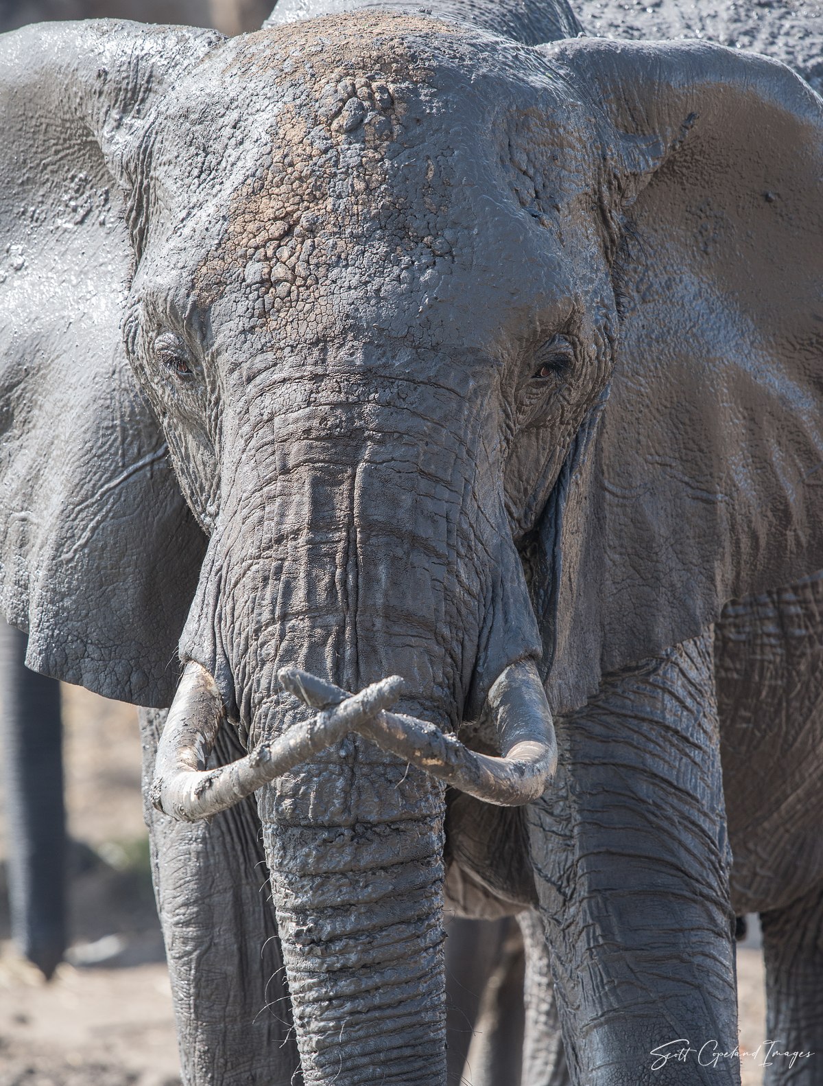 Crossed Tusks