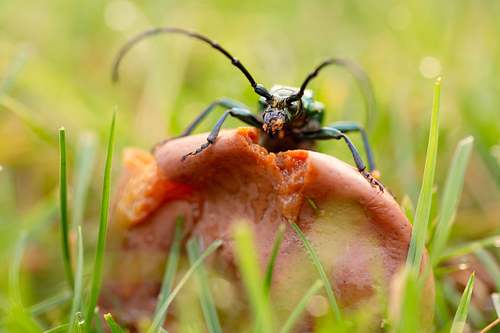 Aromia moschata - Musk beetle