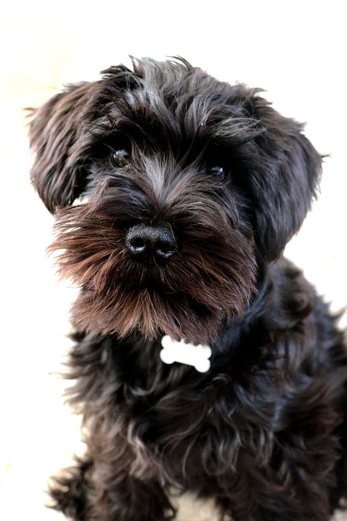 A 4 month old black snauzer puppy on a white background looks into the camera
