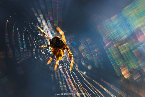 Araneus diadematus  - European garden spider