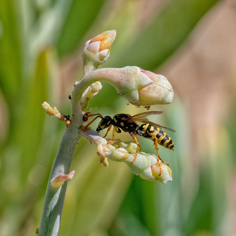 Autour des plantes grasses