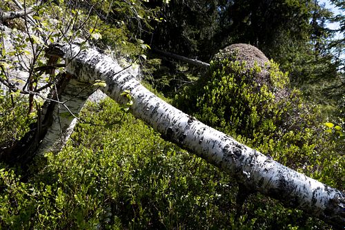 Naturwaldreservat Trillemarka