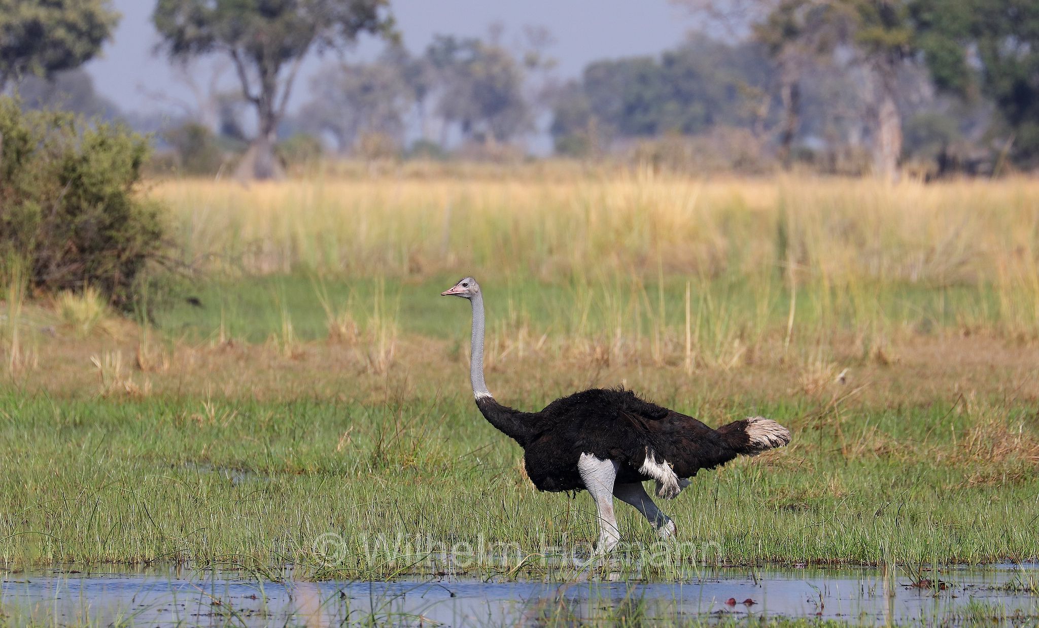 South African ostrich, black-necked ostrich, Cape ostrich, southern ostrich, Südafrikanischer Strauß, struzzo sudafricano, struzzo dal collo nero, struzzo del Capo, struzzo australe, Struthio camelus australis, ﻿Moremi Game Reserve, Moremi-Wildreservat, Okavango Delta, Okavango Grassland, Botswana, Republik Botsuana