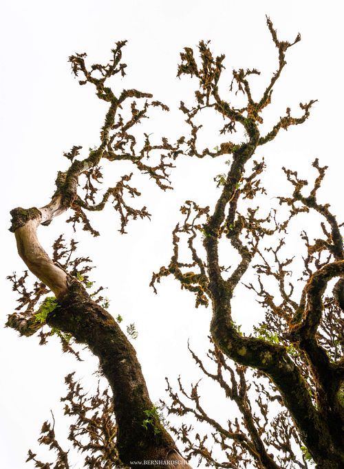 Dead branch of a laurel tree