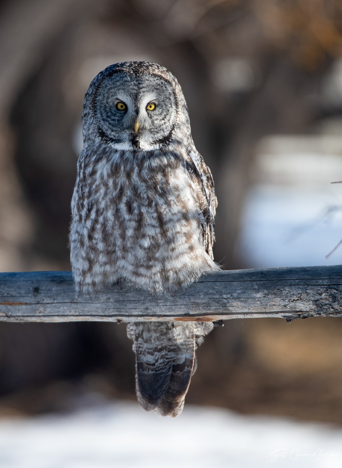 Lander Great Grey