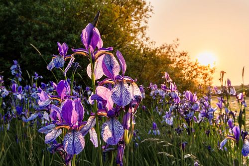 Iris sibirica – Sibirische Schwertlilie