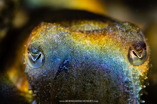 Sepia officinalis - Common cuttlefish