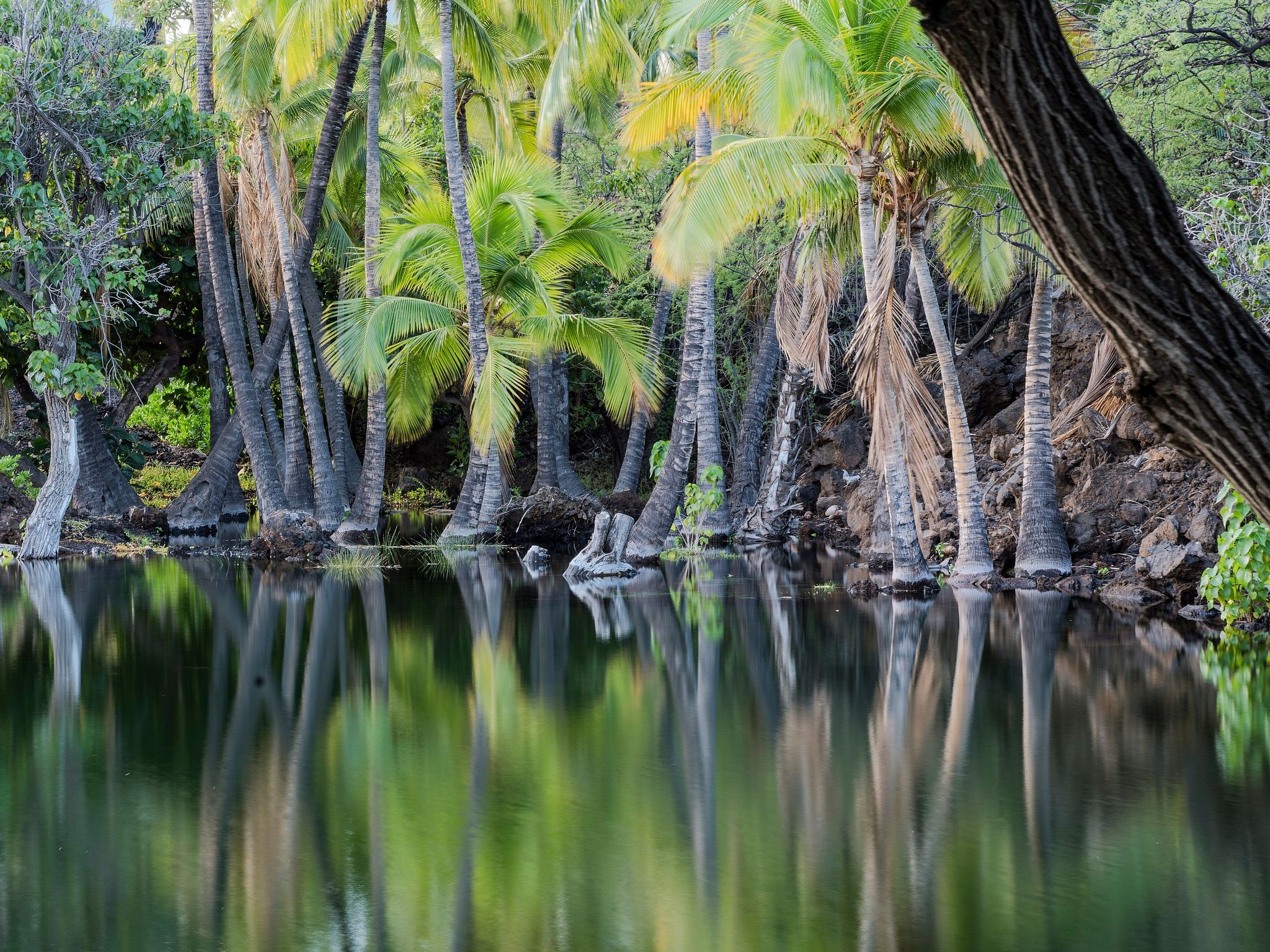 Reflections in Ancient Fishpond - Mauna Lani, Hawaii