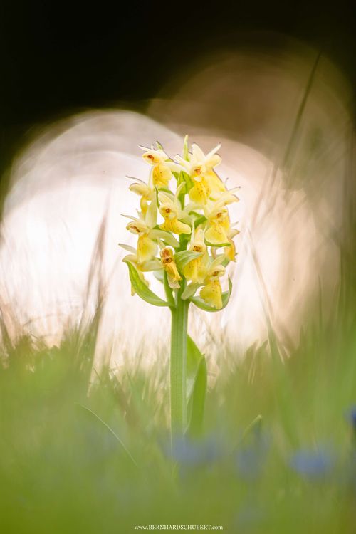 Dactylorhiza sambucina - Holunder-Knabenkraut