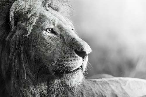 Kenya  |  COMING SOON!