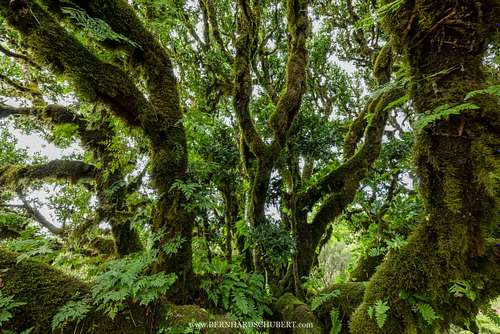 Moss and fern covered laurel tree